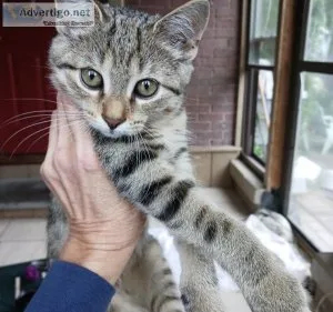 Bengal Mix