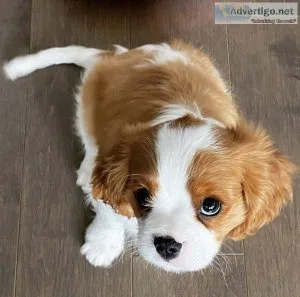 Cavalier King Charles Puppies For Sale