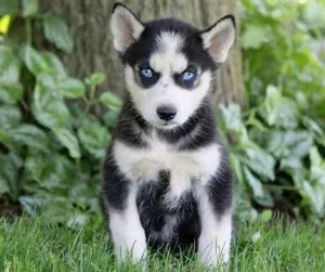 Lovely Siberian Husky Puppies