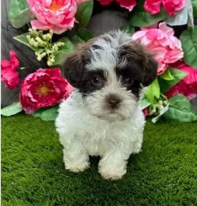 Havanese Puppies For Sale