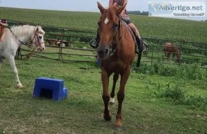 Quarter Horse mare