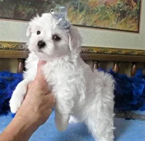Maltese Puppies for Sale