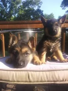 German Shepherd Puppies