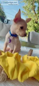 Pupy