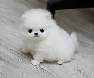 Pomeranian puppies for sale
