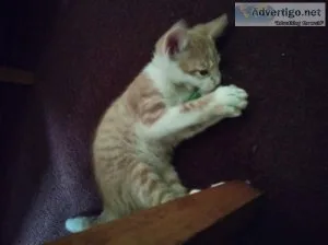 Please I m looking for a good home for my three boy kittens