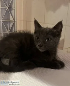 Russian blue mix pair of kittens