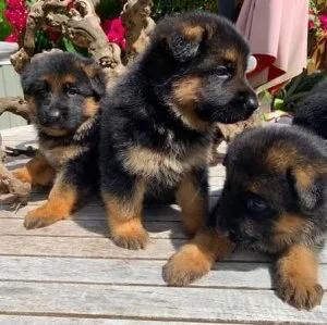 Pure German Shepherd Pup for sale