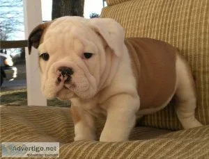 English Bulldogs Available