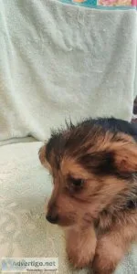 Corgi mix