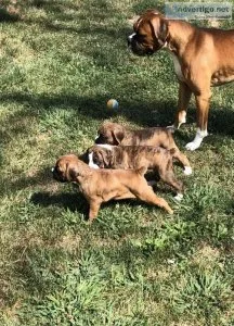Boxer Puppy&rsquos for sale
