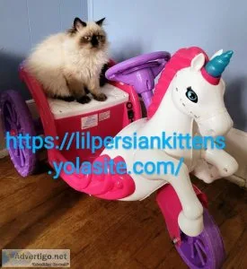 Himalayan Persian kittens coming Omaha Nebraska area