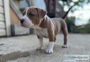 10 week old female American Bully