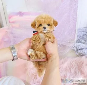 ToyTeacup and Miniature Poodles for sale