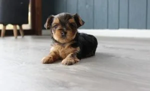 Lovely Yorkie Puppies