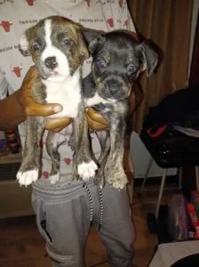 Adorable 5 week old Puppies for sale