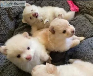 Pomeranian puppies