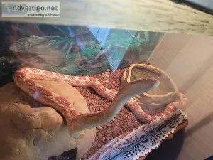 Free Corn Snake and Tank