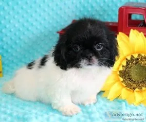 Pekingese Puppies For Sale