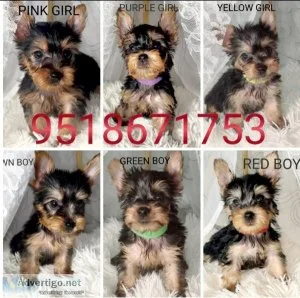 Ckc yorkie pups