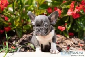 French Bulldog Puppies