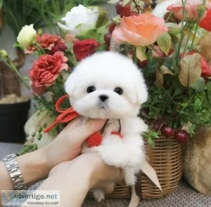 Teacup Bichon Frise Puppies For Sale