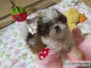 Shih Tzu Sisters
