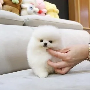 Pomeranian Puppies For Sale