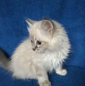 Ragdoll kittens