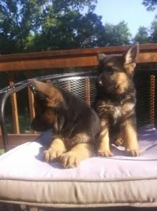 German Shepherd Dog Puppies for Sale