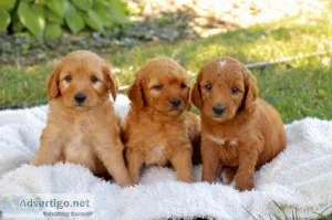 Priceless goldendoodle