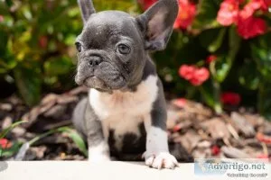 FRENCH BULLDOG PUPS