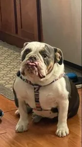 English bulldog AKC female DNA blue Tri QUAD carrier 1500