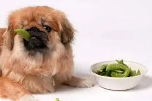 Get Rid of Your Dog&rsquos Smelly Gas