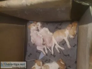 Lemon head beagle puppies