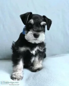 GorgeousAdorable Schnauzer puppies for adoption