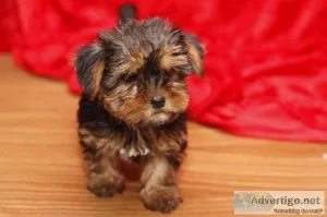 Yorkie puppy available