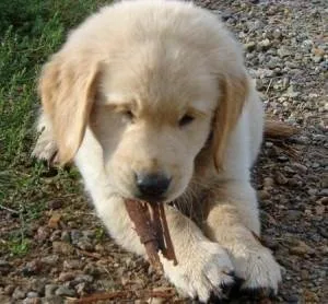 Golden Retriever puppies available