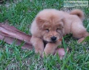 Chow Chow Puppies Males