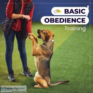 Dog Training in Delhi For Affordable Prices - Monkoodog