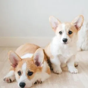 Corgi And Yorkie Puppies