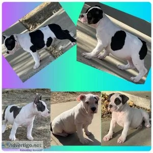 Pocket bully pups