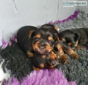 bhrjed Yorkshire terrier puppy for sale