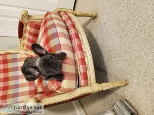 14 week old Blue Brindle French Bulldog female