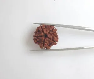 Buy original rudraksha from ratna bhagya