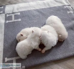 nkyul  pomeranian puppies for sale