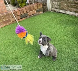 FRENCH BULLDOG PUPPIES FOR SALE