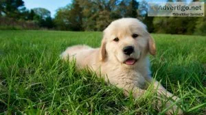 Golden Retriever puppies for sale