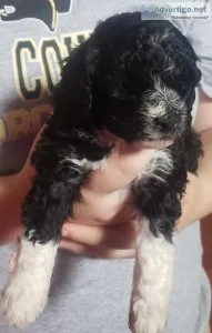 Toy Poodle Puppy