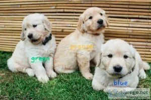 Adorable Female Golden Retriever Puppy For You